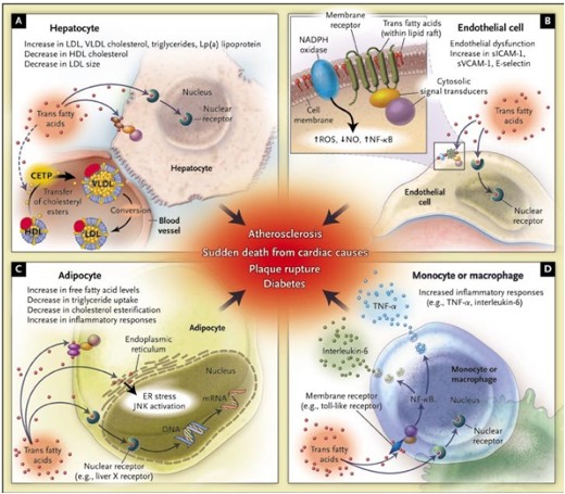 Ketogeic Food overview